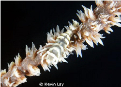 whip coral shrimp taken with DX1G sea & sea two ys110 str... by Kevin Lay 